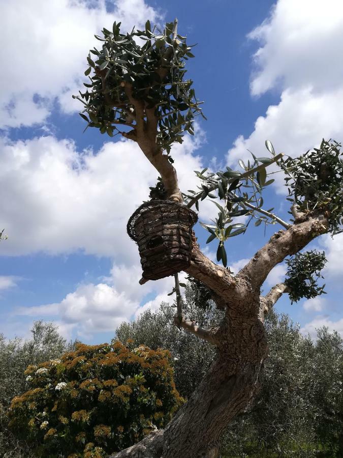 Trullo Monte Del Sale ξενώνας Αλμπερομπέλο Εξωτερικό φωτογραφία
